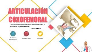 Anatomía  Articulación Coxofemoral Superficies Articulares Cápsula y Ligamentos Movimientos [upl. by Areyk670]