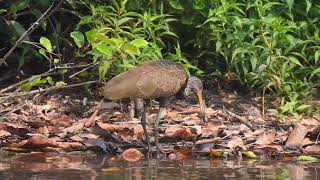 Limpkin the mussels’s expert [upl. by Inotna509]