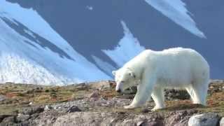 Polar Bear Female Swimming  Svalbard cruise [upl. by Aekim]