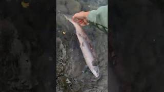 A Sockeyes Second Chance Release the Red flyfishing alaska salmon [upl. by Roque]