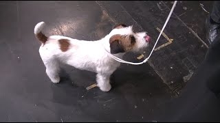 Jack Russell Terrier Crufts 2020 [upl. by Forelli]