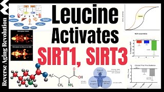 Leucine Activates The Longevity Genes SIRT1 amp SIRT3 Amplifies Results With NMN Metformin [upl. by Sussman]