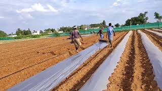 Mulching paper installation jugaad  tomato farming in India  Israel tomato farming  plasticulture [upl. by Pietrek]