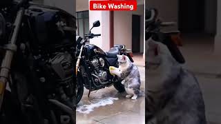 😻cat point 😻trending funny video viral 💯 subscriber [upl. by Noryt]