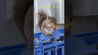 Gone too soon 🥲🥲🥲 squirrel squirrels squirrelfriends missyou [upl. by Gupta]