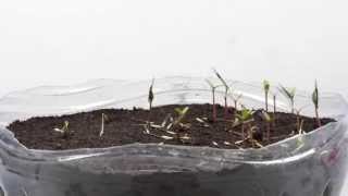 Germination TimeLapse  Phacelia and Tagetes patula [upl. by Odlareg637]