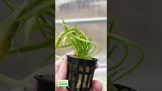 Lilaeopsis Brasiliensis Aquarium Plant For Sale [upl. by Midian]