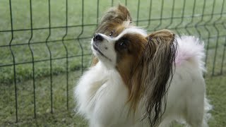 180823 night agility training papillon Sheryl [upl. by Aihsar]