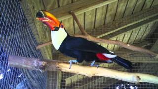 Toco Toucan Croaking Sound [upl. by Namso]