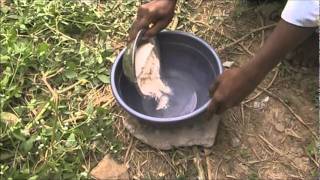 Treatment for diarrhoea in cattle Kannada BAIF Karnataka [upl. by Gerstner]