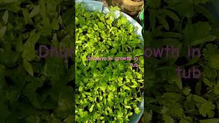 Dhaniya ki growth in tubytshorts coriander dhaniya dhaniyakikheti garden nature houseplants [upl. by Folsom]