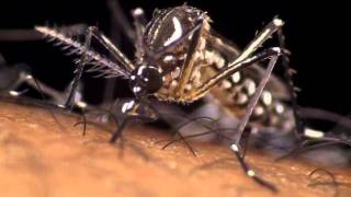 Aedes Aegypti the dengue mosquito in action [upl. by Milford282]