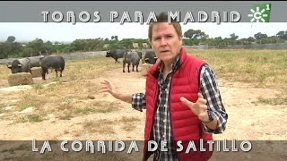 Toros de Saltillo comida previa a la lidia de Madrid ganadería centenaria  Toros desde Andalucía [upl. by Stafani]