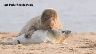 Grey Seals on a Norfolk Beach [upl. by Ycat]