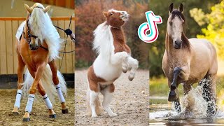 The Best HORSE TikTok Compilation 151 [upl. by Erised]