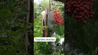 Turpiales o también llamado toches son los que se alimentan de frutos silvestres hay que protegerlos [upl. by Landry]