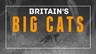 Britains hybrid Big Cats dartmoor cryptids cryptozoology bigcat nature documentary wildlife [upl. by Nilecoj]