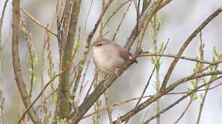 Cettis Warbler Sandplant Marshside 25322 [upl. by Morril87]