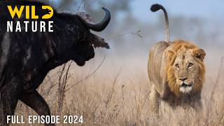 WILD SAVANNAH  Survival Stories from the Heart of Africa  Animal documentary [upl. by Snehpets120]