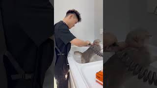 Cat grooming😍 cats pets groomed catcare [upl. by Tripp]