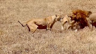 Leonas Atacan a León  Pelea Salvaje [upl. by Ameluz]