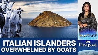 Goats Overrun Italian Island of Alicudi Can Humans Fight Back  Vantage with Palki Sharma [upl. by Tobi]