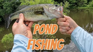 Pond Fishing with Lews American Hero Spinning Combo [upl. by Abbe131]