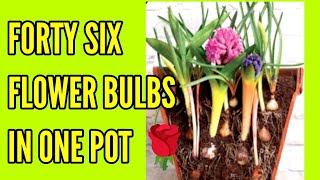 Planting Spring Bulbs using the Lasagna Method of layering asmr relax calm [upl. by Ainoloppa]