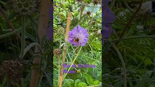 Bee on Scabiosa columbaria Mariposa Blue  Pincushion Flower beelover backyardbees [upl. by Maxi]