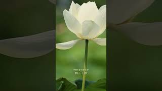 【4月30日】誕生花「きんぐさり」花言葉『哀しいほどに美しい』｜430 Birth flower and flower language shorts [upl. by Lamahj]