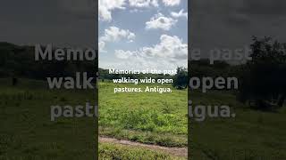 Rare walking across open field  July 22 2024 [upl. by Aliakim296]