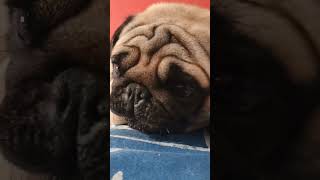 Carlino mangione carlino pug doglife funny puglife cute [upl. by Ahsinahs]