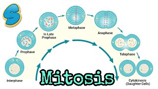 Mitosis በአማርኛ Grade 10 Biology Unit 2 Part 2 [upl. by Rossi]