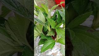 How to grow wedelia from cuttings shorts plants daisy [upl. by Lionello]