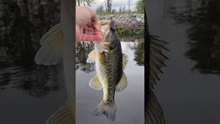 Ogeechee river bass fishing ogeecheeriver bassfishing [upl. by Ailemak]