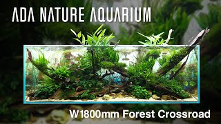 ADAview Forest Crossroad 森の交差点 W1800mm NatureAquarium Layout【ENJP Sub】 [upl. by Nefen]