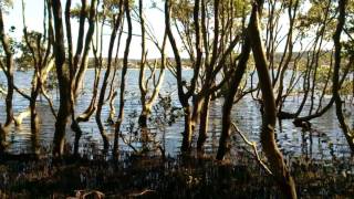 ► Wetlands  Short Documentary [upl. by Zeke]