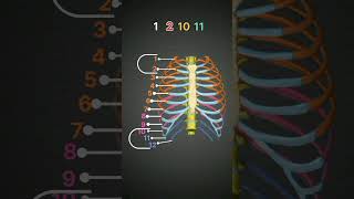 ribs sternum typicalatypical true ribs [upl. by Gayel]