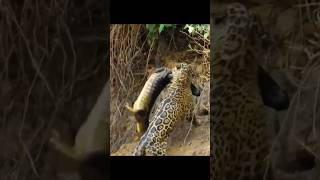 The best of the best predators 😬😬😬😬jaguar crocodile shorttrending [upl. by Ranilopa]