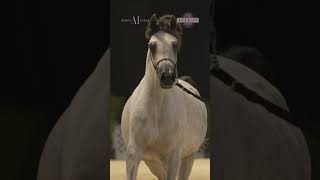 The halter competitions at Scottsdale Arabian Horse Show [upl. by Dewain555]