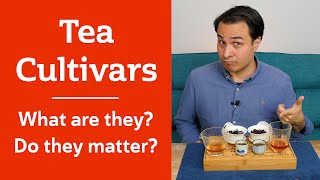 TEA CULTIVARS  Why do the same cultivars taste so different [upl. by Meraree]