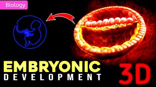 EMBRYONIC DEVELOPMENT IN HUMANS  3D ANIMATION  PWNEETWallah [upl. by Silverts332]