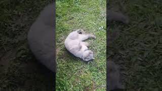 Casper çimlerde 😀 cat catlover keşfet cute funny kitten pets music cutecat love [upl. by Reifinnej]