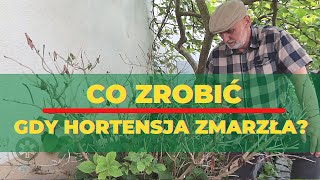 Co zrobić gdy hortensja ogrodowa zmarzła [upl. by Otrebcire]