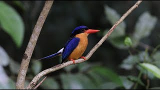 BuffBreasted Paradise Kingfishers at Kingfisher Park Lodge Dec 2022 [upl. by Libenson]