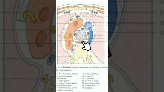 Coupe axiale du thorax T4 anatomy medecine science anatomie medicalstudent [upl. by Ervin]