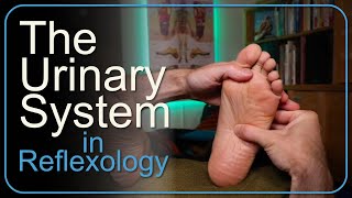 How to Work the Entire Urinary System in Reflexology [upl. by Ericka]