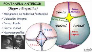 Fontanelas [upl. by Nagirrek]