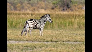 OVER 7 MILLION VIEWS Zebra birth amp Wild Dog interaction [upl. by Eiderf503]