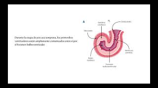 EMBRIOLOGIA VALVULAS CARDIACAS PARTE 4 [upl. by Eelidnarb35]